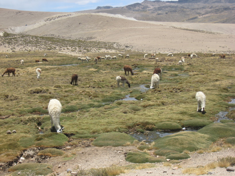 108_arequipa_road_to_chivay_llamas_and_alpacas.jpg