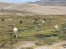 /tn_108_arequipa_road_to_chivay_llamas_and_alpacas.jpg
